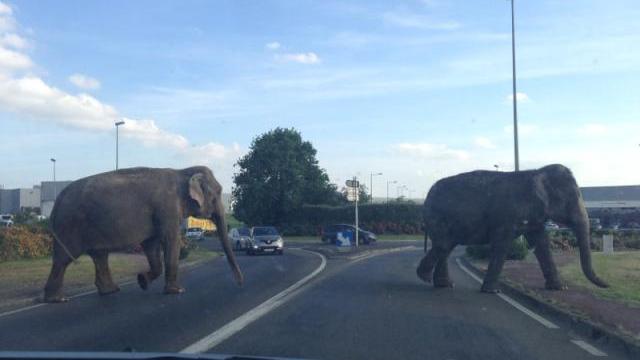des-elephants-sur-la-route.jpg