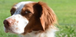 l-epagneul-breton-un-chien-made-in-france